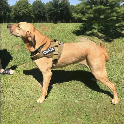 Tactical Dog Harness with Handle – Adjustable Control | Shepherd's Choice